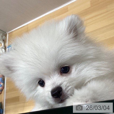 ポメラニアンの写真