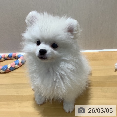 ポメラニアンの写真