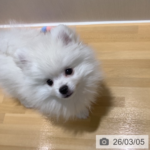 ポメラニアンの写真