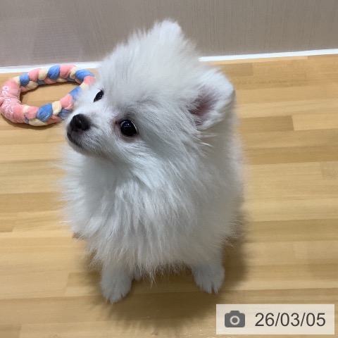 ポメラニアンの写真