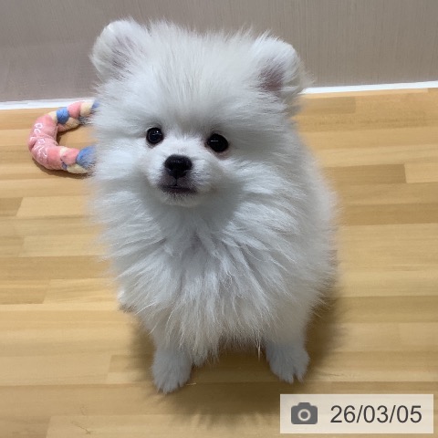 ポメラニアンの写真