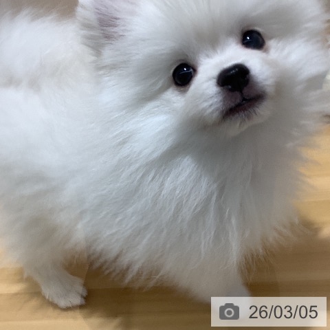 ポメラニアンの写真