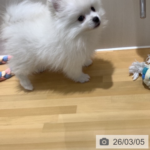 ポメラニアンの写真