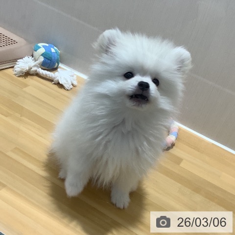 ポメラニアンの写真
