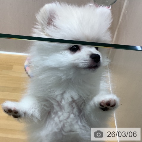 ポメラニアンの写真