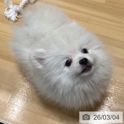 ポメラニアンの写真