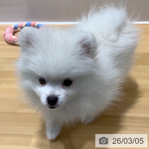 山梨県のポメラニアン (ペットプラス 甲府昭和店/2025年12月22日生まれ/男の子/ホワイト)の子犬の4枚目の画像