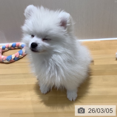 山梨県のポメラニアン (ペットプラス 甲府昭和店/2025年12月22日生まれ/男の子/ホワイト)の子犬の3枚目の画像