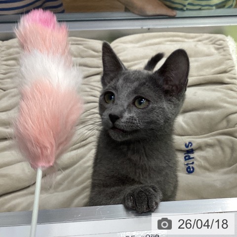 千葉県のロシアンブルー (ペットプラス 柏店/2025年12月15日生まれ/男の子/ブルー)の子猫の4枚目の画像