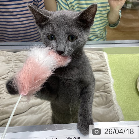 千葉県のロシアンブルー (ペットプラス 柏店/2025年12月15日生まれ/男の子/ブルー)の子猫の3枚目の画像