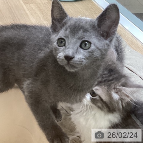 東京都のロシアンブルー (ペットプラス むさし村山店/2025年12月15日生まれ/男の子/ブルー)の子猫の4枚目の画像