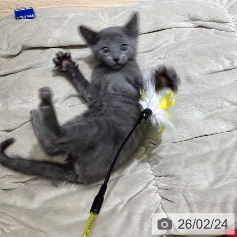 東京都のロシアンブルー (ペットプラス むさし村山店/2025年12月15日生まれ/男の子/ブルー)の子猫の3枚目の画像