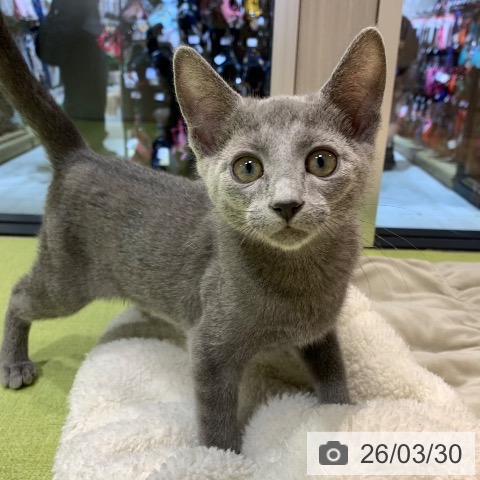 東京都のロシアンブルー (ペッツワン 南砂町SUNAMO店/2025年12月15日生まれ/男の子/ブルー)の子猫の4枚目の画像