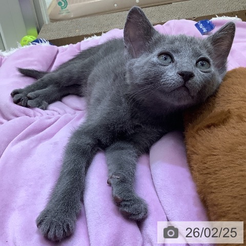 東京都のロシアンブルー (ペットプラス 日の出店/2025年12月15日生まれ/男の子/ブルー)の子猫の3枚目の画像