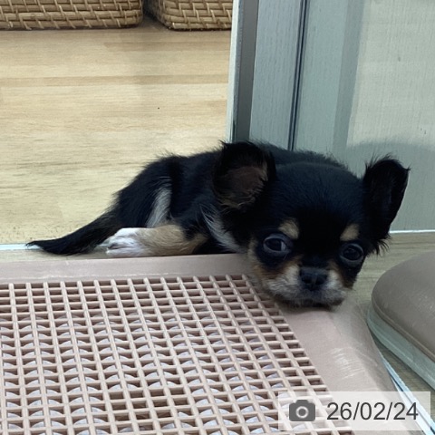 福島県のチワワ(ロング) (ペットプラス 福島店/2025年12月16日生まれ/女の子/ブラックタンホワイト)の子犬の4枚目の画像