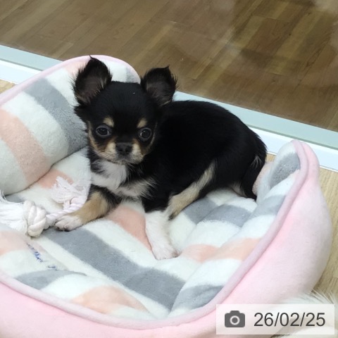 福島県のチワワ(ロング) (ペットプラス 福島店/2025年12月16日生まれ/女の子/ブラックタンホワイト)の子犬の3枚目の画像