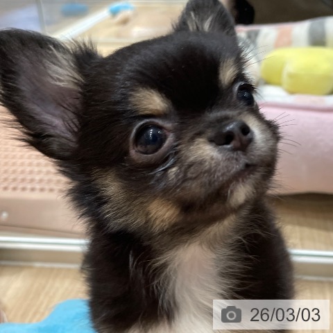 埼玉県のチワワ(ロング) (ペットプラス ららぽーと富士見店/2025年12月16日生まれ/男の子/ブラックタンホワイト)の子犬の4枚目の画像