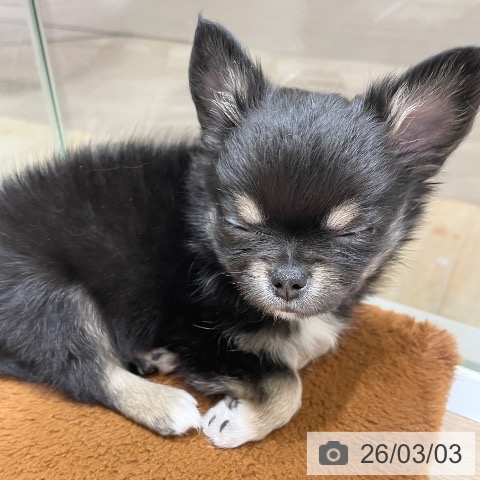 埼玉県のチワワ(ロング) (ペットプラス ららぽーと富士見店/2025年12月16日生まれ/男の子/ブラックタンホワイト)の子犬の3枚目の画像