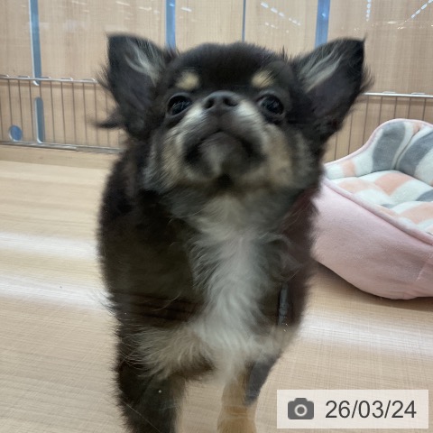 埼玉県のチワワ(ロング) (ペッツワン 浦和美園店/2025年12月16日生まれ/男の子/ブラックタンホワイト)の子犬の4枚目の画像