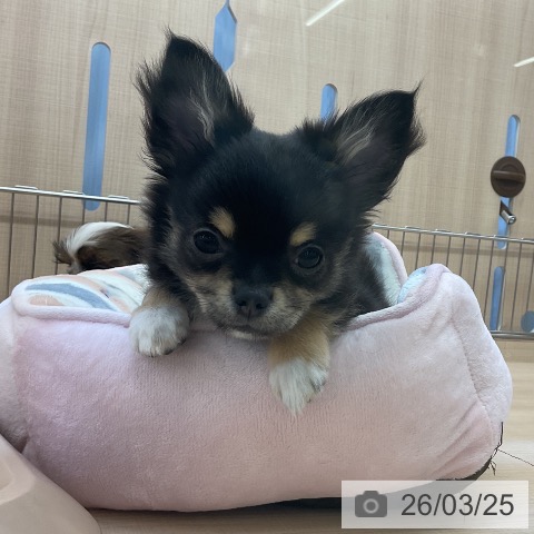 埼玉県のチワワ(ロング) (ペッツワン 浦和美園店/2025年12月16日生まれ/男の子/ブラックタンホワイト)の子犬の3枚目の画像