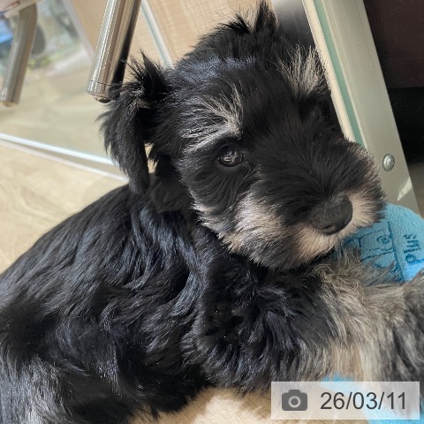 埼玉県のミニチュアシュナウザー (ペットプラス ららぽーと富士見店/2025年12月23日生まれ/女の子/ブラックシルバー)の子犬の3枚目の画像