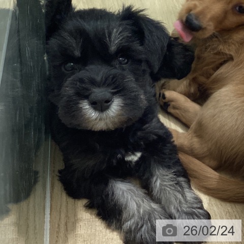 東京都のミニチュアシュナウザー (ペットプラス MARK IS 葛飾かなまち店/2025年12月23日生まれ/女の子/ブラックシルバー)の子犬の4枚目の画像