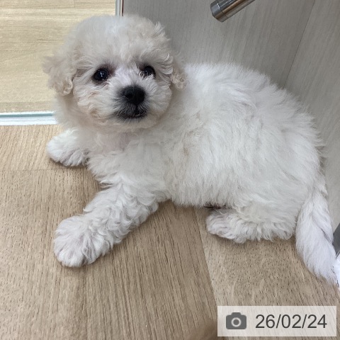 神奈川県のビションフリーゼ (ペットプラス 座間店/2025年12月16日生まれ/男の子/ホワイト)の子犬の4枚目の画像