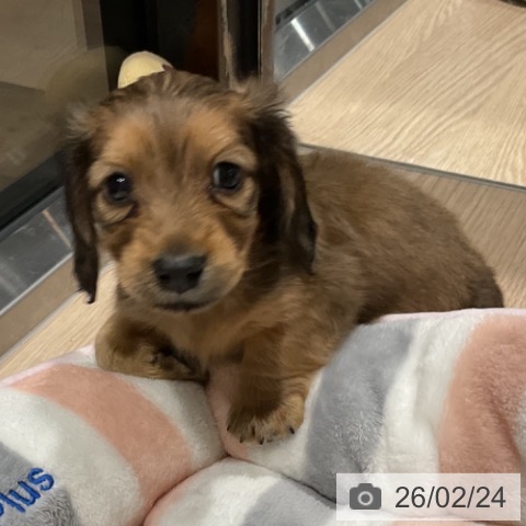 ミニチュア・ダックスフンドの写真