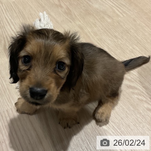 ミニチュア・ダックスフンドの写真