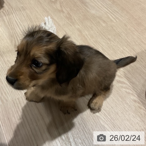 ミニチュア・ダックスフンドの写真