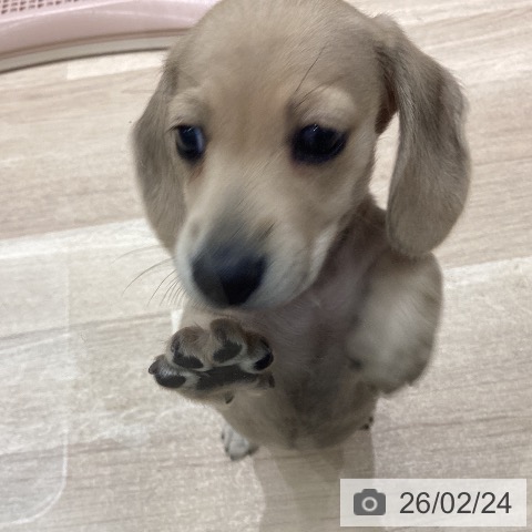 宮城県のミニチュアダックスフンド(ロング) (ペットプラス 名取店/2025年12月21日生まれ/女の子/シェーデットイエロー)の子犬の3枚目の画像