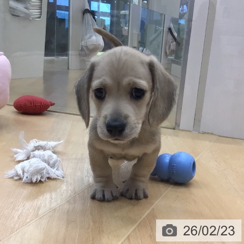 ミニチュア・ダックスフンドの写真