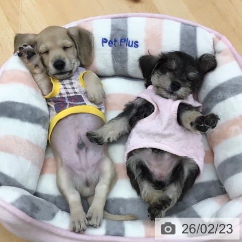 ミニチュア・ダックスフンドの写真