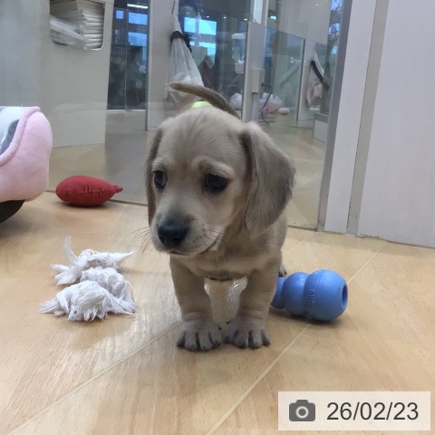 ミニチュア・ダックスフンドの写真