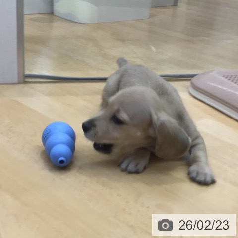 ミニチュア・ダックスフンドの写真