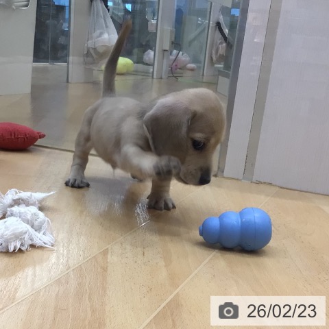 ミニチュア・ダックスフンドの写真