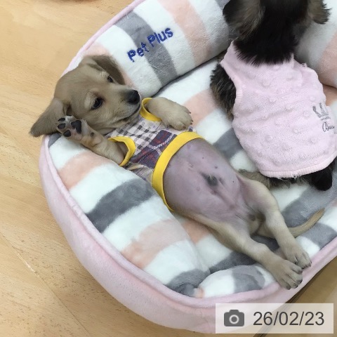 ミニチュア・ダックスフンドの写真