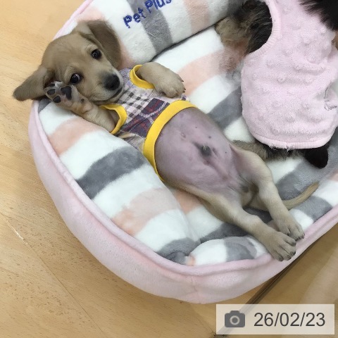 ミニチュア・ダックスフンドの写真