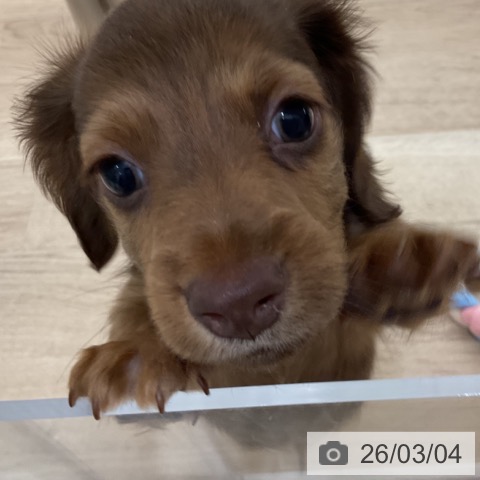 ミニチュア・ダックスフンドの写真