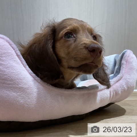 ミニチュア・ダックスフンドの写真