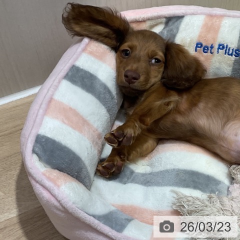 ミニチュア・ダックスフンドの写真