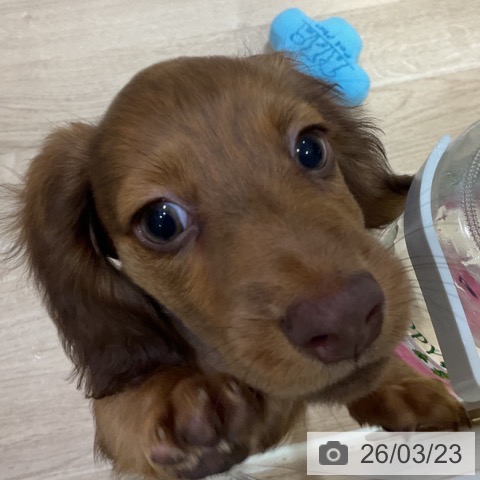 ミニチュア・ダックスフンドの写真