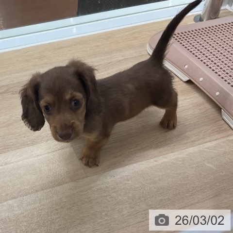 ミニチュア・ダックスフンドの写真