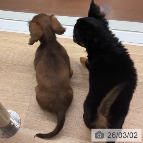 ミニチュア・ダックスフンドの写真