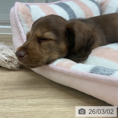 ミニチュア・ダックスフンドの写真