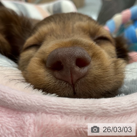 ミニチュア・ダックスフンドの写真