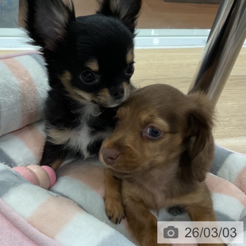 ミニチュア・ダックスフンドの写真