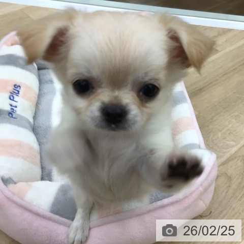 福島県のチワワ(ロング) (ペットプラス 福島店/2025年12月16日生まれ/女の子/クリーム)の子犬の3枚目の画像