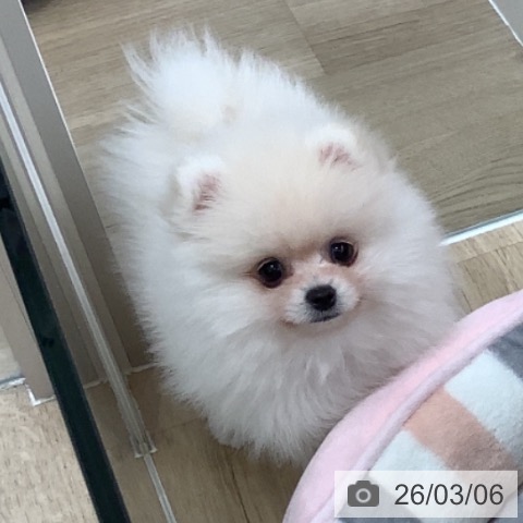 千葉県のポメラニアン (ペットプラス 八千代緑が丘店/2025年12月23日生まれ/男の子/ホワイト)の子犬の4枚目の画像