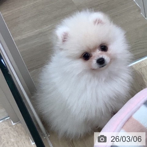 千葉県のポメラニアン (ペットプラス 八千代緑が丘店/2025年12月23日生まれ/男の子/ホワイト)の子犬の3枚目の画像